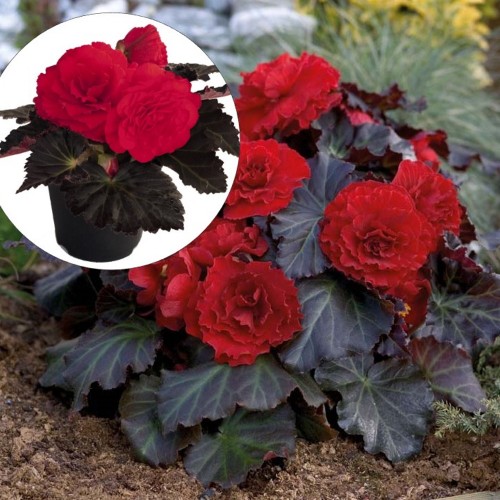 Begonia tuberhybrida 'Nonstop® Mocca F1 Cherry' - Mugulbegoonia 'Nonstop® Mocca F1 Cherry' P9/0,55L